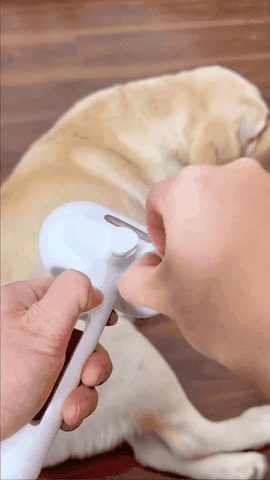Dogsy - steambrush