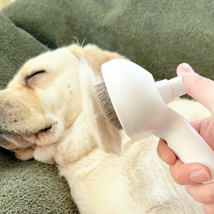 Dogsy - steambrush