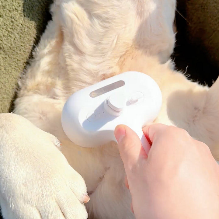 Dogsy - steambrush