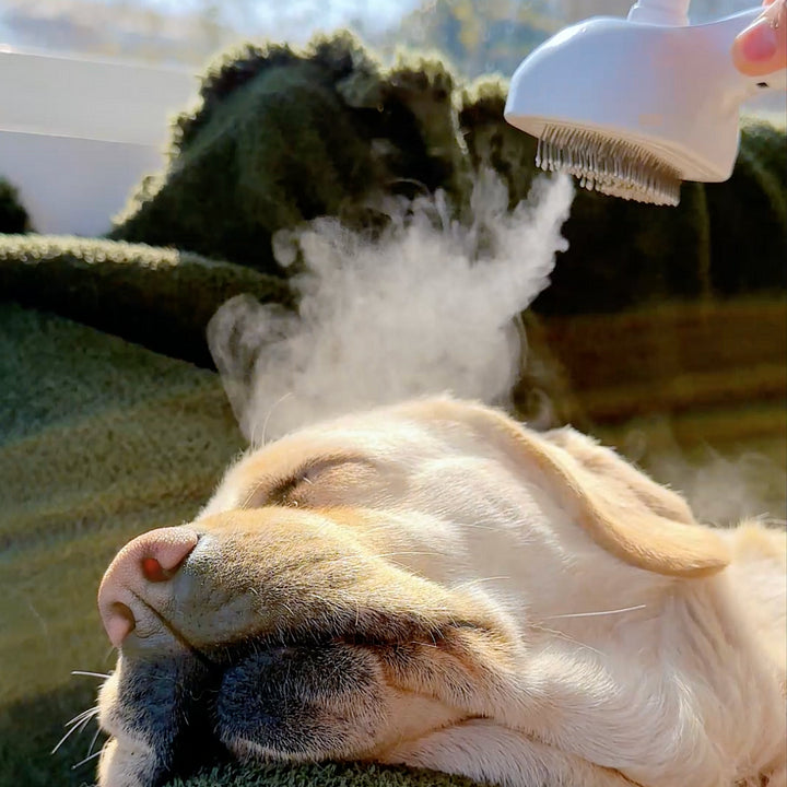 Dogsy - steambrush